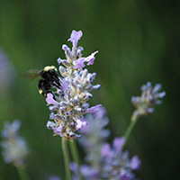Yellow-faced bumble bee on lavender flower.